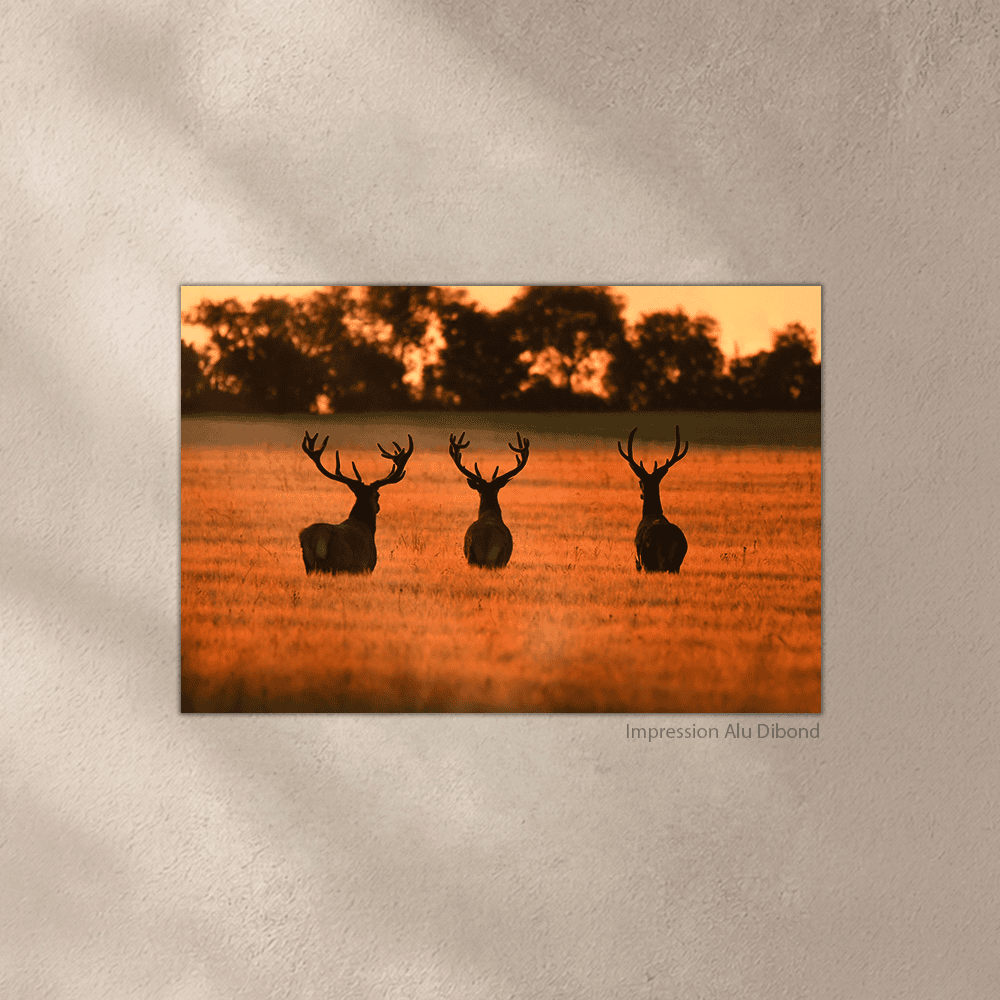 Premiers Rayons – Image 4