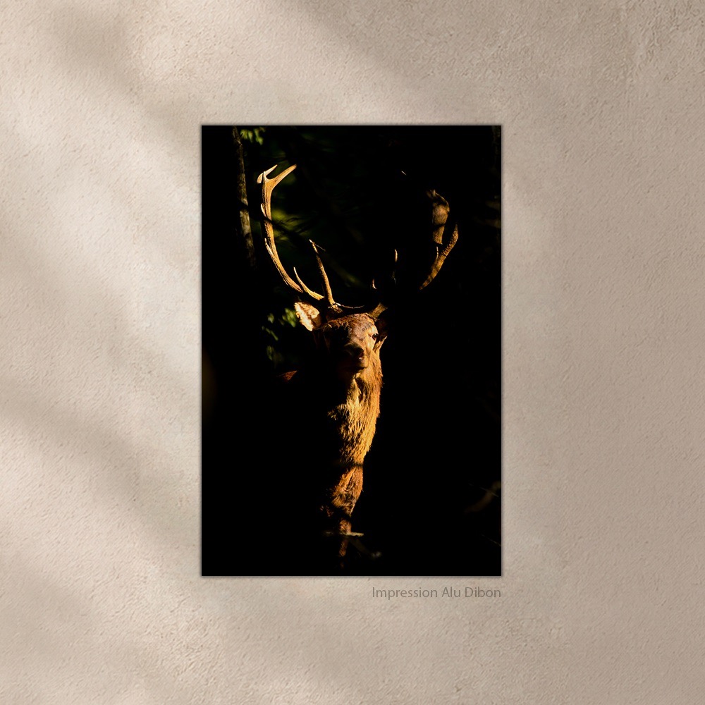 Ombres et Lumières – Image 4