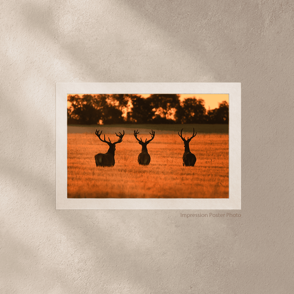 Premiers Rayons – Image 3