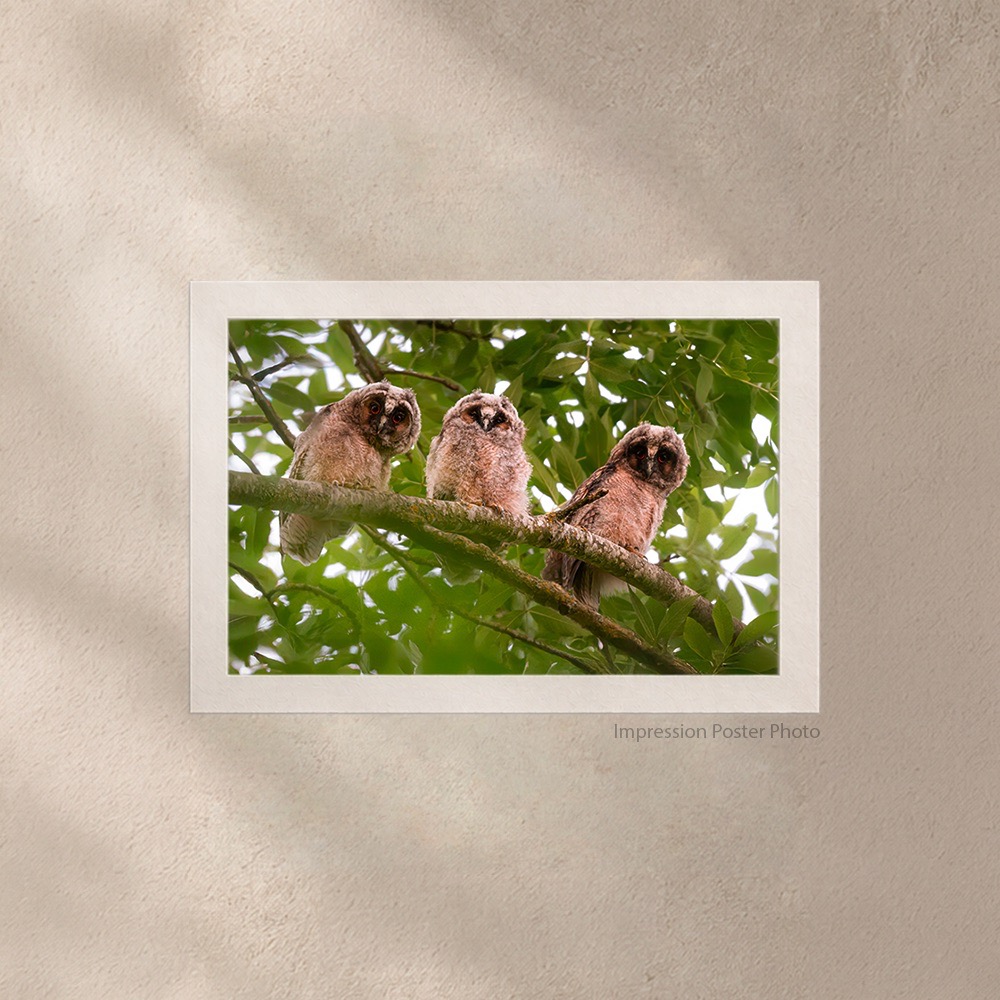 Boules de Duvet – Image 3