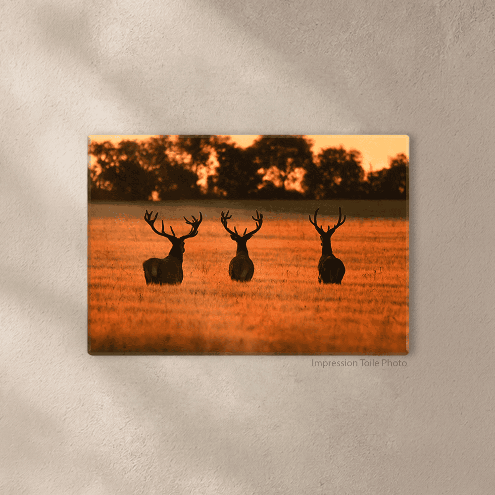 Premiers Rayons – Image 2